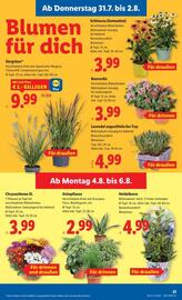 Lidl Flugblatt woche 31 Seite 24