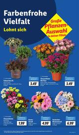 Lidl Prospekt woche 32 Seite 13