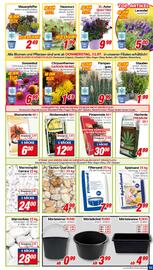 CENTERSHOP Prospekt woche 31 Seite 11