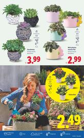 Folleto Lidl | de Bazar Página 65