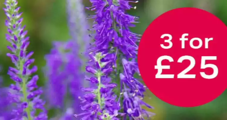 Webbs leaflet (valid until 21-08)