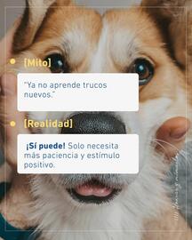 Catálogo Puppis Página 4