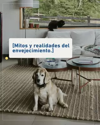 Catálogo Puppis (válido hasta 2-08)