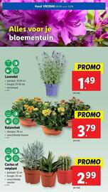 Lidl folder week 32 Pagina 53