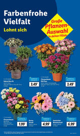 Lidl Prospekt woche 32 Seite 13