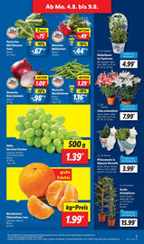 Lidl Prospekt woche 32 Seite 3