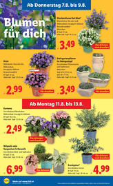 Lidl Flugblatt woche 32 Seite 26
