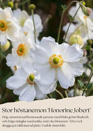 Plantagen reklamblad Sida 6