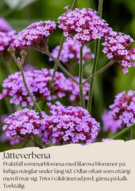 Plantagen reklamblad Sida 7