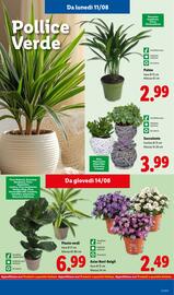 Volantino Lidl settimana 33 Pagina 41