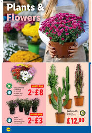 Lidl leaflet week 33 Page 20