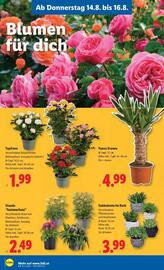 Lidl Flugblatt woche 33 Seite 25