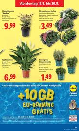 Lidl Flugblatt woche 33 Seite 28