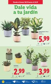Folleto Lidl semana 34 Página 42