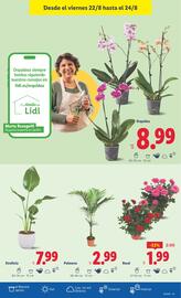Folleto Lidl semana 34 Página 43