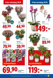 Lidl reklamblad vecka 34 Sida 21