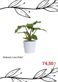 Blomsterlandet reklamblad Sida 2