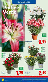 Volantino Lidl settimana 34 Pagina 34