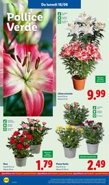 Volantino Lidl settimana 34 Pagina 36