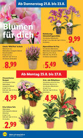 Lidl Flugblatt woche 34 Seite 28