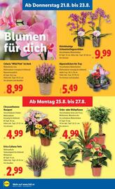 Lidl Flugblatt woche 34 Seite 29
