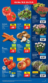 Lidl Prospekt woche 34 Seite 3