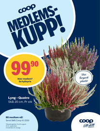 Coop Prix kundeavis uke 34 Side 11