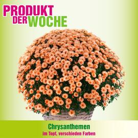 Blumen B&B Flugblatt Seite 1