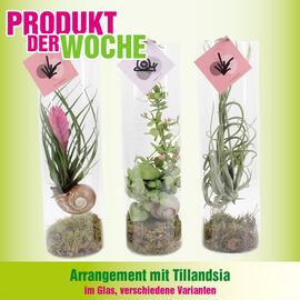 Blumen B&B Flugblatt Seite 2