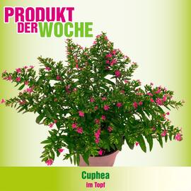 Blumen B&B Flugblatt Seite 5