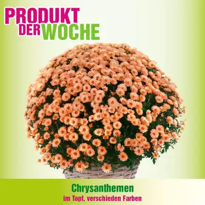 Blumen B&B Flugblatt (gültig bis 1-09)