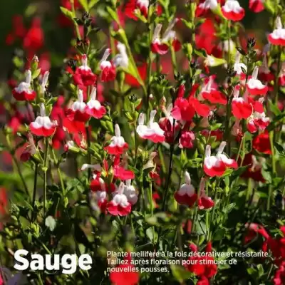 Catalogue Delbard (valable jusqu'au 31-08)