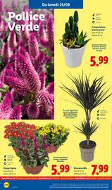 Volantino Lidl settimana 35 Pagina 36