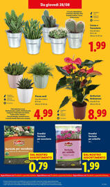 Volantino Lidl settimana 35 Pagina 37