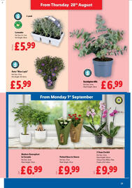 Lidl leaflet week 35 Page 21