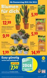 Lidl Flugblatt woche 35 Seite 24
