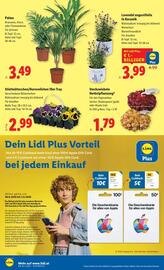 Lidl Flugblatt woche 35 Seite 27