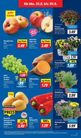 Lidl Prospekt woche 35 Seite 5