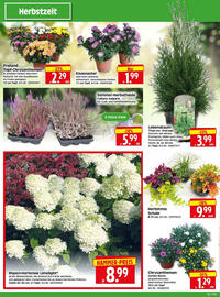 Edeka Herkules Prospekt woche 35 Seite 2