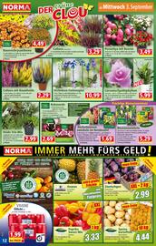Norma Flugblatt woche 36 Seite 12