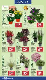 Aldi Nord Prospekt woche 36 Seite 26