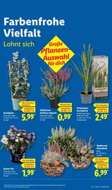 Lidl Prospekt woche 36 Seite 15