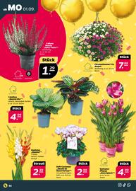NETTO Prospekt woche 36 Seite 2