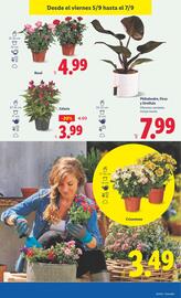 Folleto Lidl semana 36 Página 27
