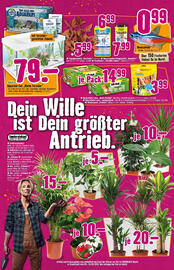 Hornbach Flugblatt Seite 8
