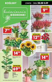Biedronka gazetka tydzień 35 Strona 25