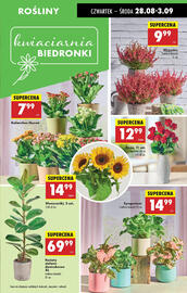 Biedronka gazetka tydzień 35 Strona 31