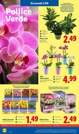 Volantino Lidl settimana 36 Pagina 36