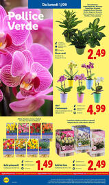 Volantino Lidl settimana 36 Pagina 36