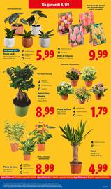Volantino Lidl settimana 36 Pagina 37